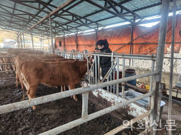 자료제공 ㅣ 가평군청